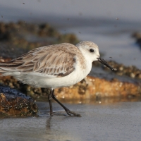 Piaskowiec - Calidris alba - Sanderling