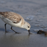 Piaskowiec - Calidris alba - Sanderling
