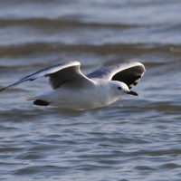 Mewa przylądkowa - Chroicocephalus hartlaubii - Hartlaub's Gull