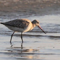 Szlamnik - Limosa lapponica - Bar-tailed Godwit 