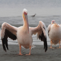 Pelikan różowy - Pelecanus onocrotalus - Great White Pelican