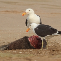 Mewa południowa - Larus dominicanus - Kelp Gull