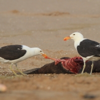 Mewa południowa - Larus dominicanus - Kelp Gull