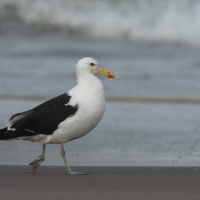 Mewa południowa - Larus dominicanus - Kelp Gull