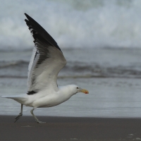 Mewa południowa - Larus dominicanus - Kelp Gull