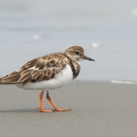Kamusznik - Arenaria interpres - Ruddy Turnstone