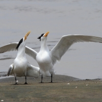 Rybitwa złotodzioba - Thalasseus bergii - Greater Crested Tern