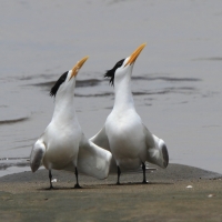 Rybitwa złotodzioba - Thalasseus bergii - Greater Crested Tern