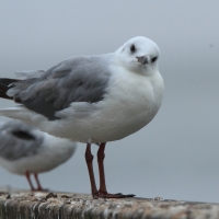 Mewa przylądkowa - Chroicocephalus hartlaubii - Hartlaub's Gull