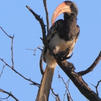 Toko plamoskrzydły - Tockus monteiri - Monteiro's Hornbill