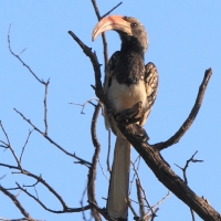 Toko plamoskrzydły - Tockus monteiri - Monteiro's Hornbill