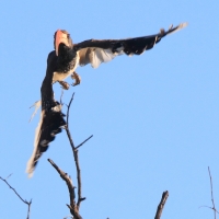Toko plamoskrzydły - Tockus monteiri - Monteiro's Hornbill