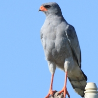 Jastrzębiak jasny - Melierax canorus - Pale Chanting Goshawk