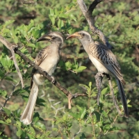 Toko nosaty - Lophoceros nasutus - African Grey Hornbill