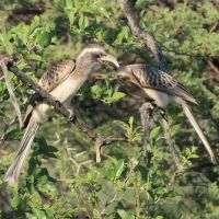 Toko nosaty - Lophoceros nasutus - African Grey Hornbill