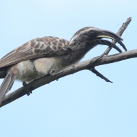 Toko nosaty - Lophoceros nasutus - African Grey Hornbill
