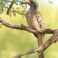 Toko nosaty - Lophoceros nasutus - African Grey Hornbill