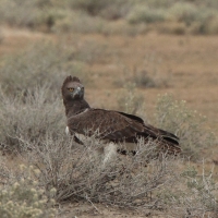 Wojownik zbrojny - Polemaetus bellicosus - Martial Eagle
