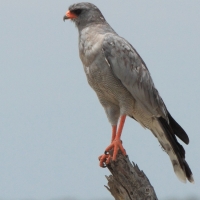 Jastrzębiak jasny - Melierax canorus - Pale Chanting Goshawk