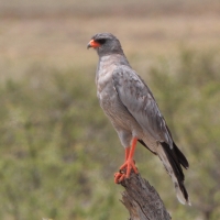 Jastrzębiak jasny - Melierax canorus - Pale Chanting Goshawk
