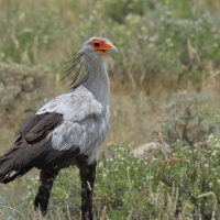 Sekretarz - Sagittarius serpentarius - Secretary-bird