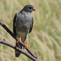 Krogulec szary - Accipiter ovampensis - Ovambo Sparrowhawk