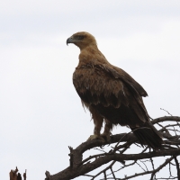 Orzeł sawannowy - Aquila rapax - Tawny Eagle