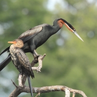 Wężówka afrykańska - Anhinga rufa - African Darter