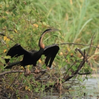 Wężówka afrykańska - Anhinga rufa - African Darter