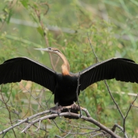 Wężówka afrykańska - Anhinga rufa - African Darter