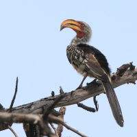 Toko czerwonolicy - Tockus leucomelas - Southern Yellow-billed Hornbill
