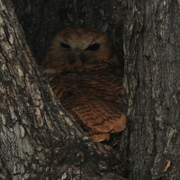 Rybiarka duża - Scotopelia peli - Pel's Fishing Owl