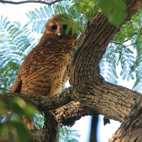 Rybiarka duża - Scotopelia peli - Pel's Fishing Owl
