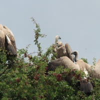 Sęp afrykański - Gyps africanus - White-backed Vulture