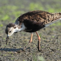 Batalion - Calidris pugnax - Ruff