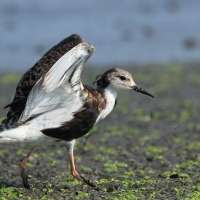 Batalion - Calidris pugnax - Ruff