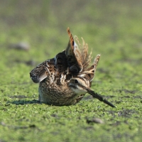 Kszyk - Gallinago gallinago - Common Snipe