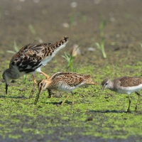 Kszyk - Gallinago gallinago - Common Snipe