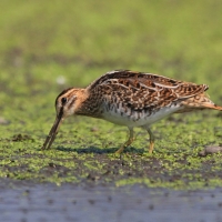 Kszyk - Gallinago gallinago - Common Snipe