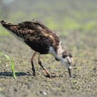 Batalion - Calidris pugnax - Ruff