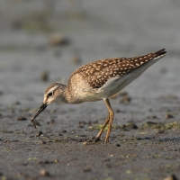 Łęczak - Tringa glareola - Wood Sandpiper