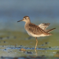 Łęczak - Tringa glareola - Wood Sandpiper