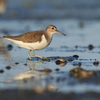 Brodziec piskliwy - Actitis hypoleucos - Common Sandpiper