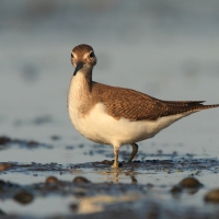 Brodziec piskliwy - Actitis hypoleucos - Common Sandpiper