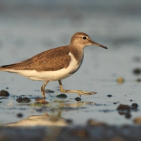 Brodziec piskliwy - Actitis hypoleucos - Common Sandpiper