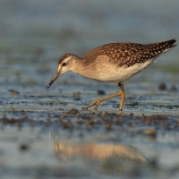 Łęczak - Tringa glareola - Wood Sandpiper