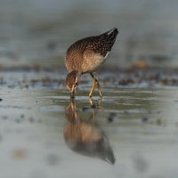 Łęczak - Tringa glareola - Wood Sandpiper
