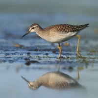 Łęczak - Tringa glareola - Wood Sandpiper