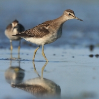 Łęczak - Tringa glareola - Wood Sandpiper