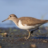Brodziec piskliwy - Actitis hypoleucos - Common Sandpiper